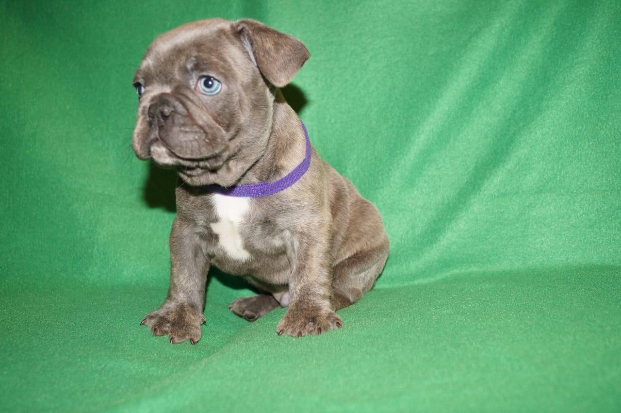 VIP бульдоги, есть мини, редкие окрасы купить в Москве — доска