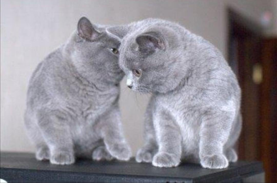 Прошепчу тебе на ушко ты моя лучшая подружка. Шепнуть на ушко. Шепну тебе на ушко ты моя любимая подружка. Помурчи мне на ушко. Шепну тебе на ушко ты моя.