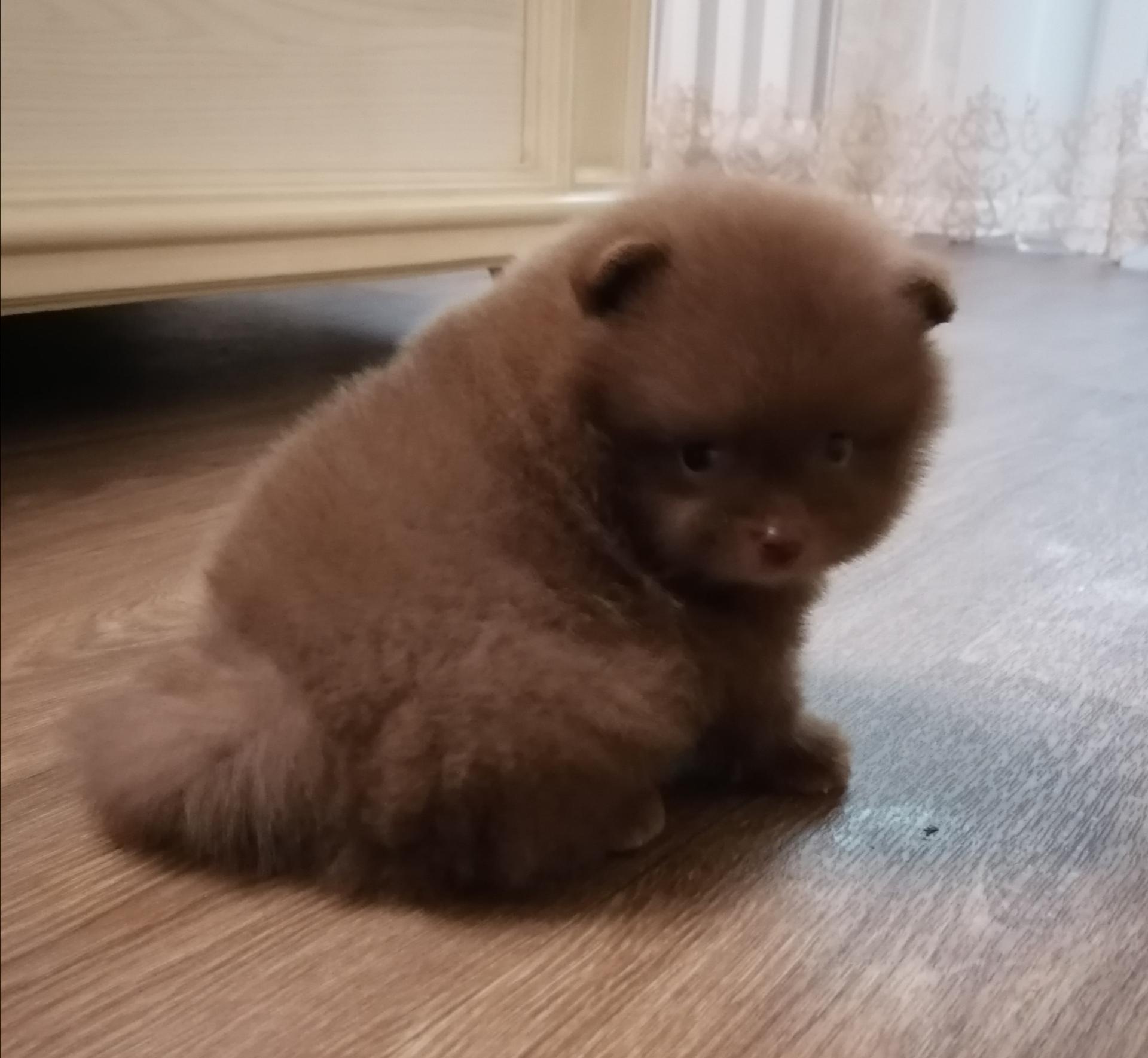 Шоколадный шпиц медвежьего типа