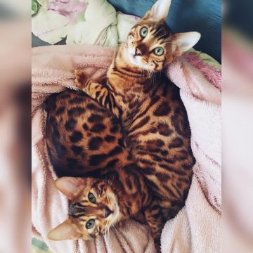 Кошки бенгальской породы екатеринбург