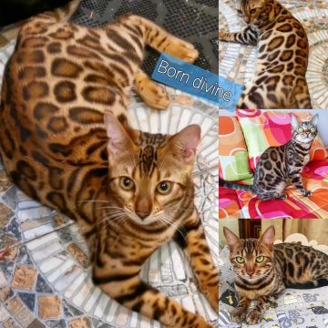 Бенгальская порода кошек продам