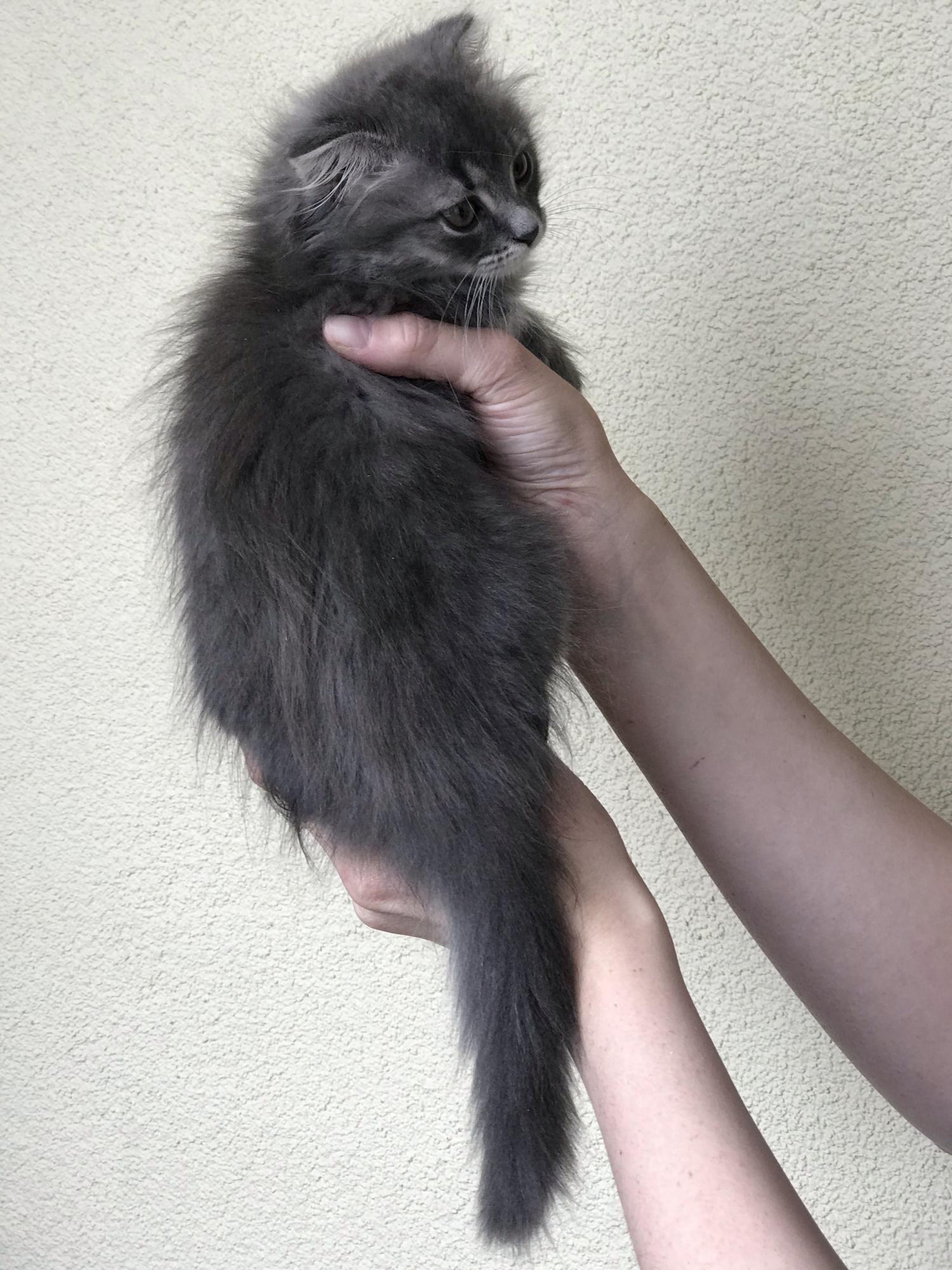 Вислоухая шотландка купить в Санкт-Петербурге — доска объявлений Pet-Mir.ru
