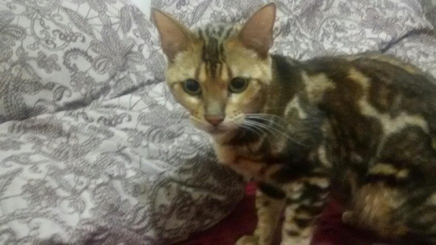 бенгальская кошка сколько стоит новосибирск