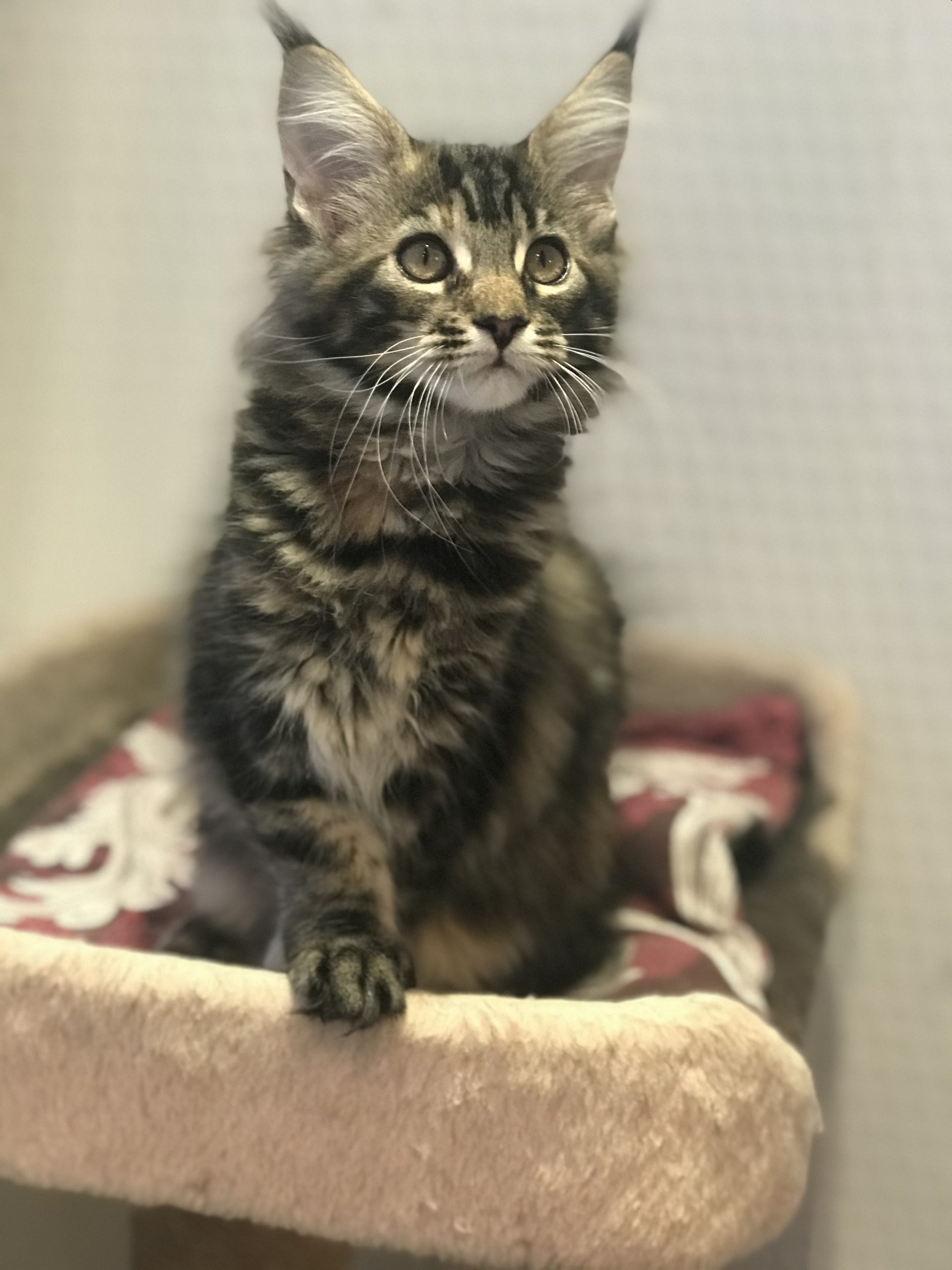 00988009-B849-419F-9F2C-A2F068B078F1