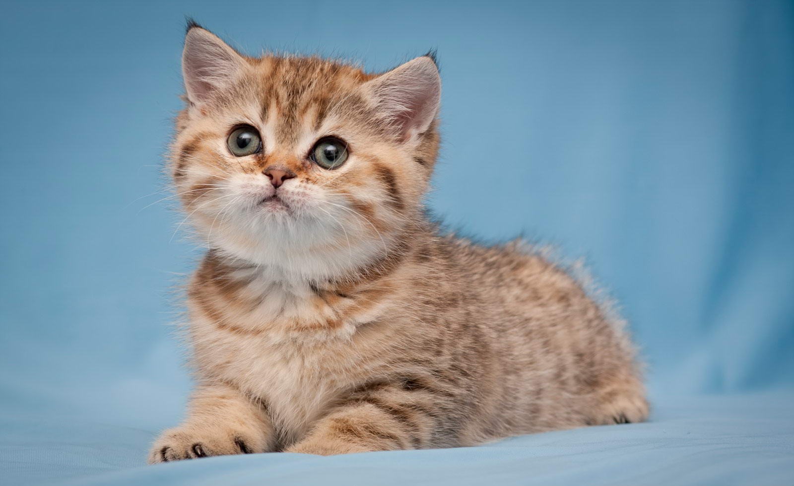 1-britanskij_kotenok_nerone_sunray_011