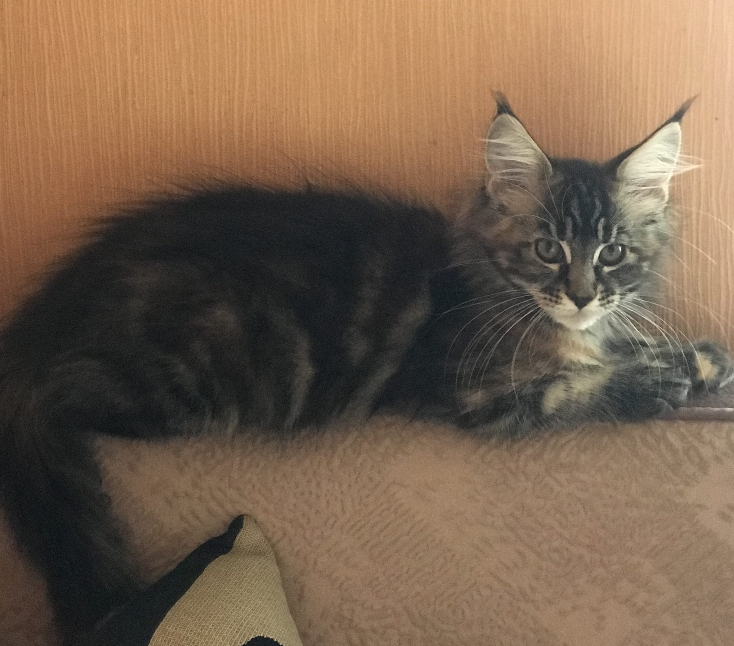 7FBE4385-A900-43AD-818A-F0A189CB3420