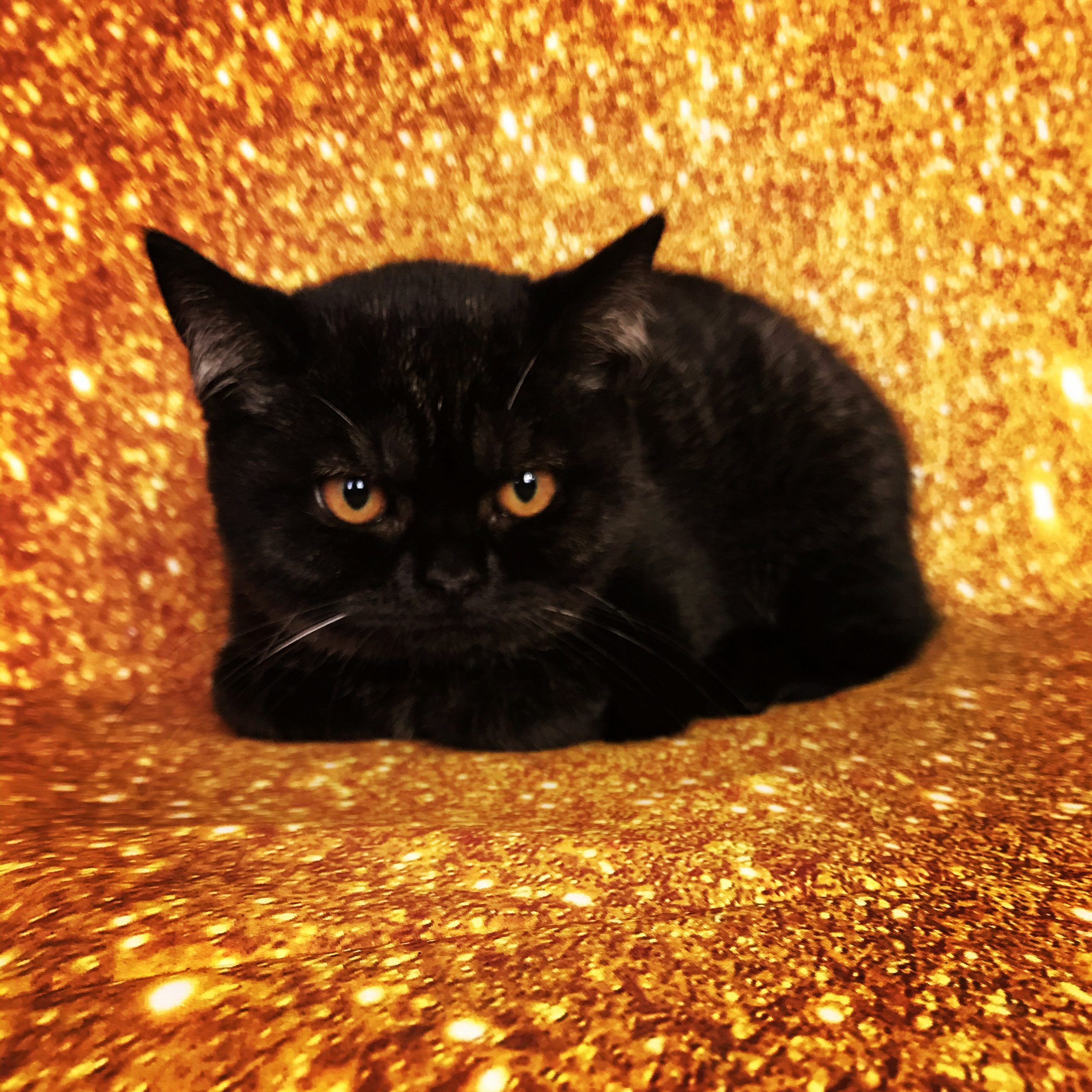 A94E87B8-5B56-4EAF-B033-EAD2AA630C98