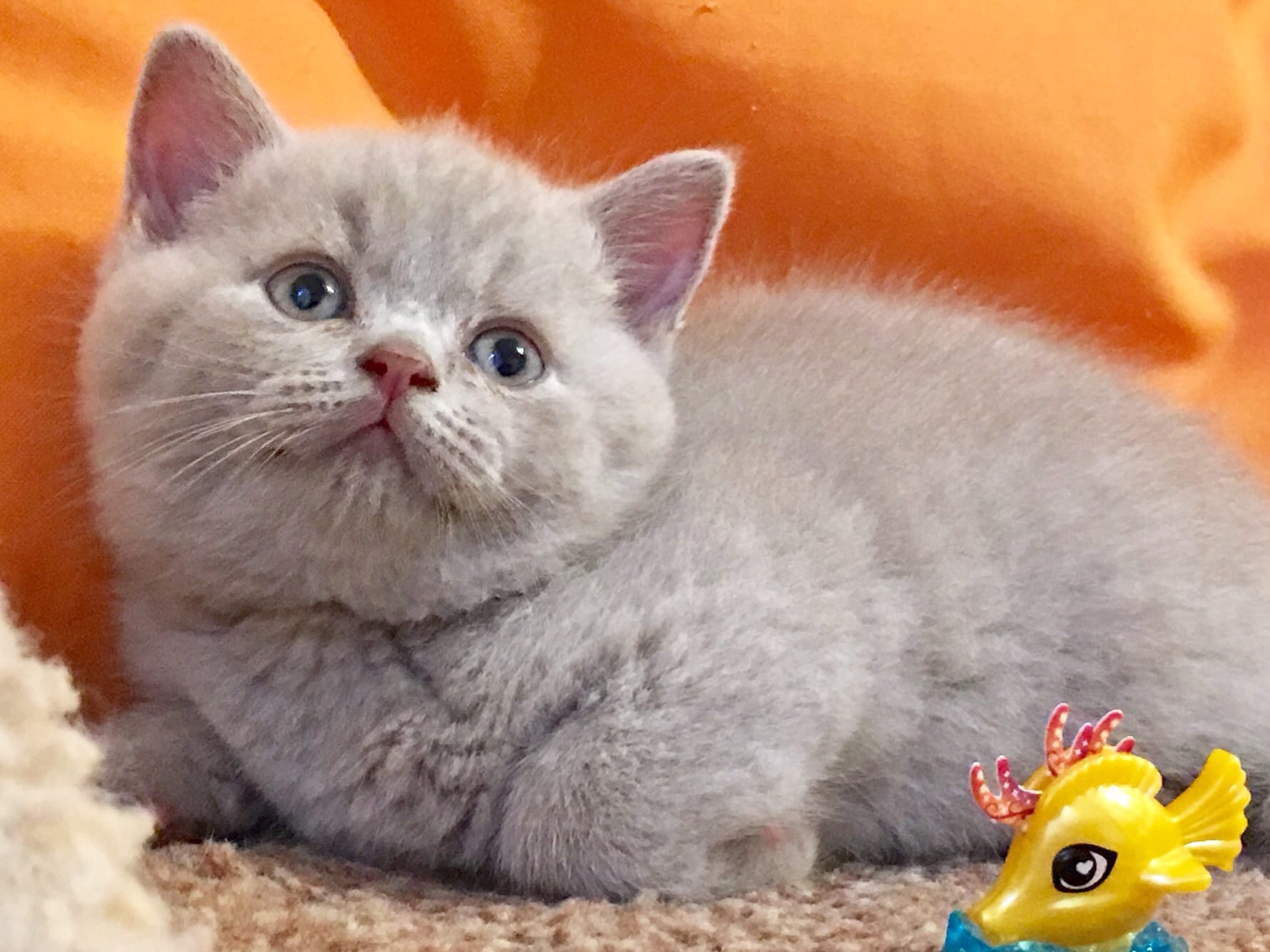 F18B3FEC-5F0E-446D-BCBA-516A2D0D535B