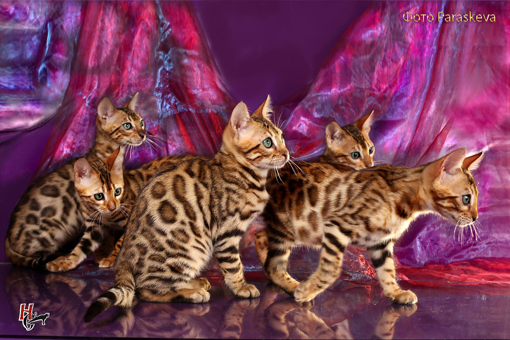 42197981_1913736902006653_5449932732593340416_o-1