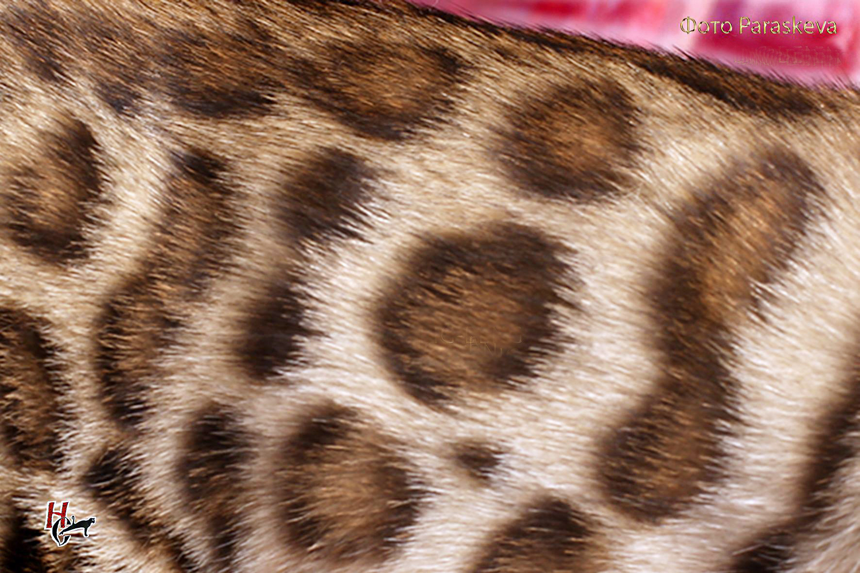 42324441_1917561158290894_6350294960306126848_o-1