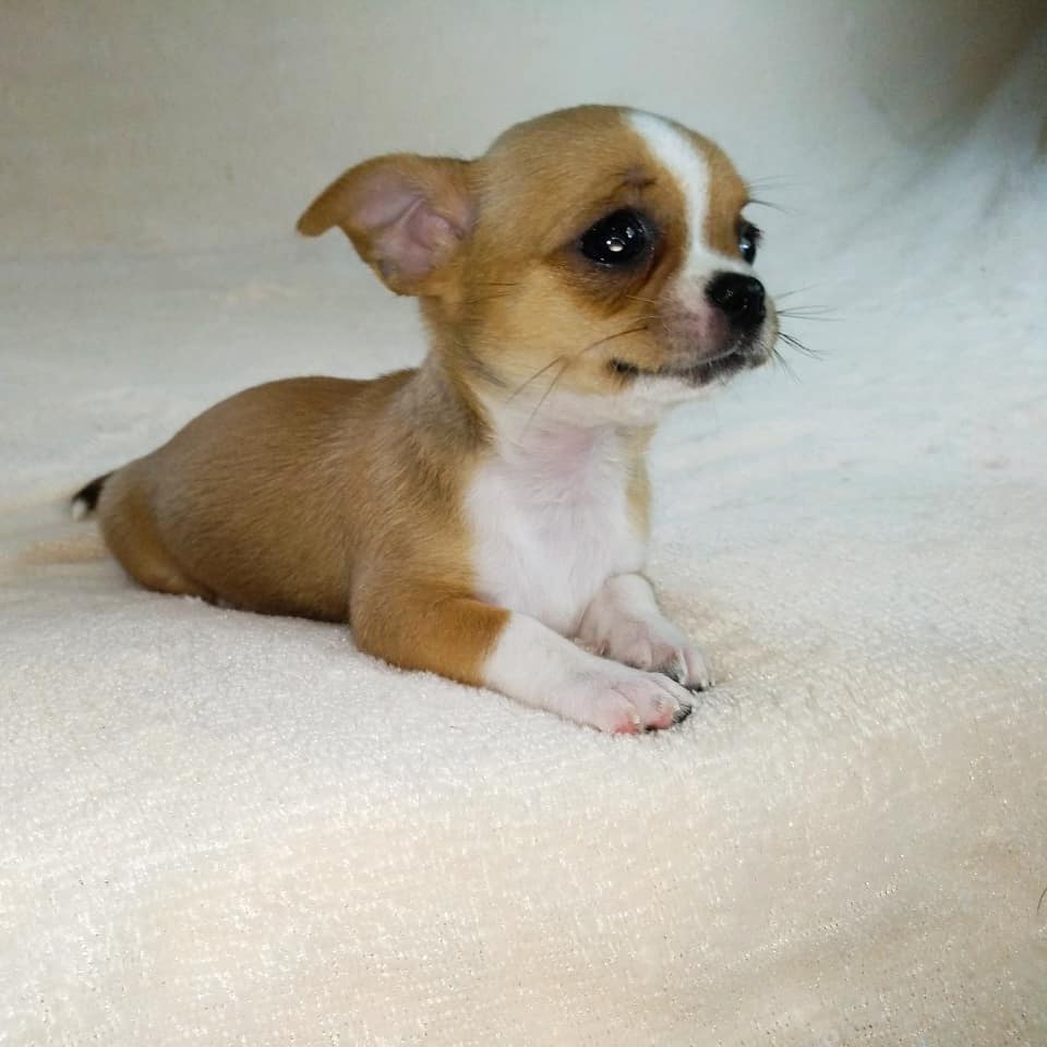 IMG_20201017_204707_124