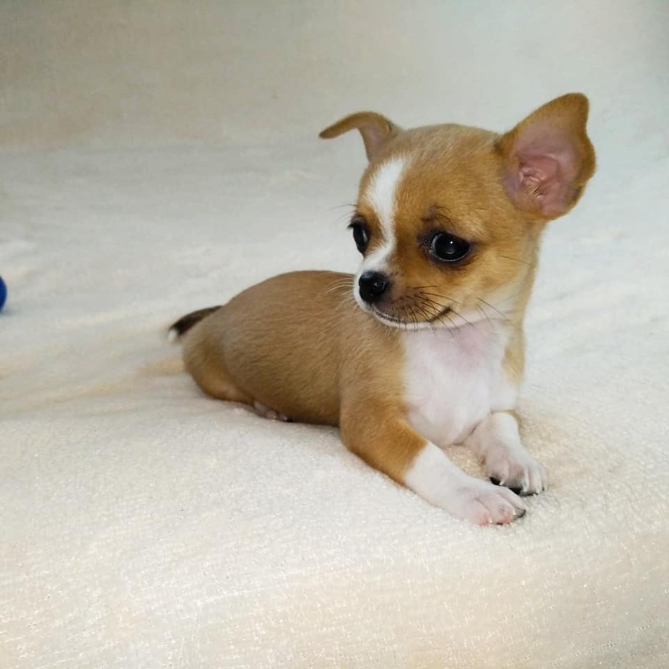 IMG_20201017_204707_127