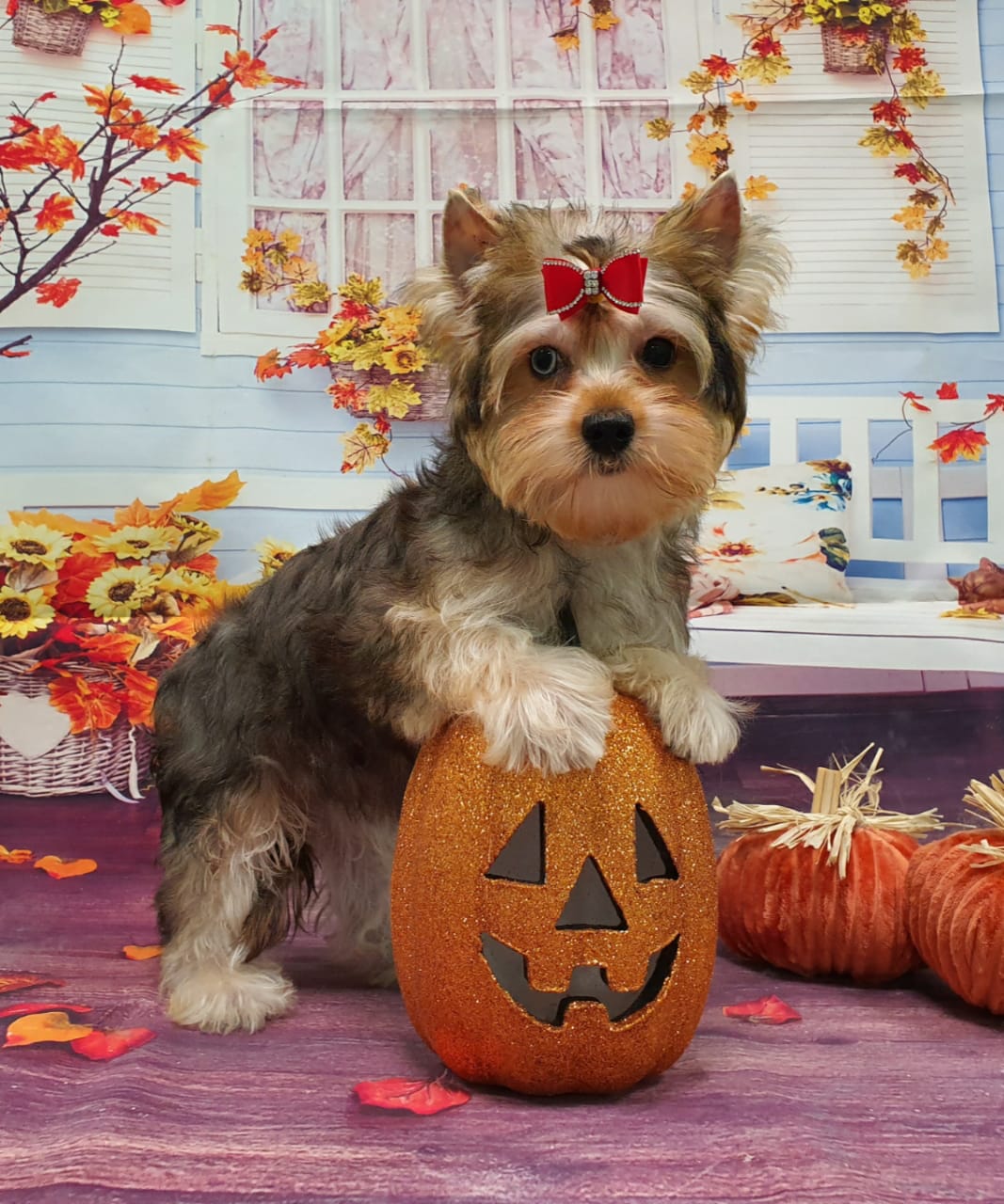 WhatsApp-Image-2020-11-14-at-16.14.14