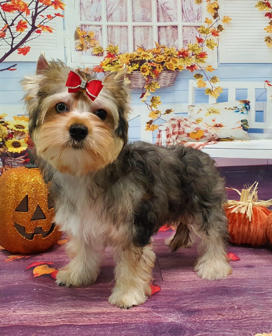 WhatsApp-Image-2020-11-14-at-16.14.15-1