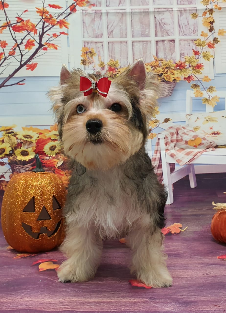 WhatsApp-Image-2020-11-14-at-16.14.15-2