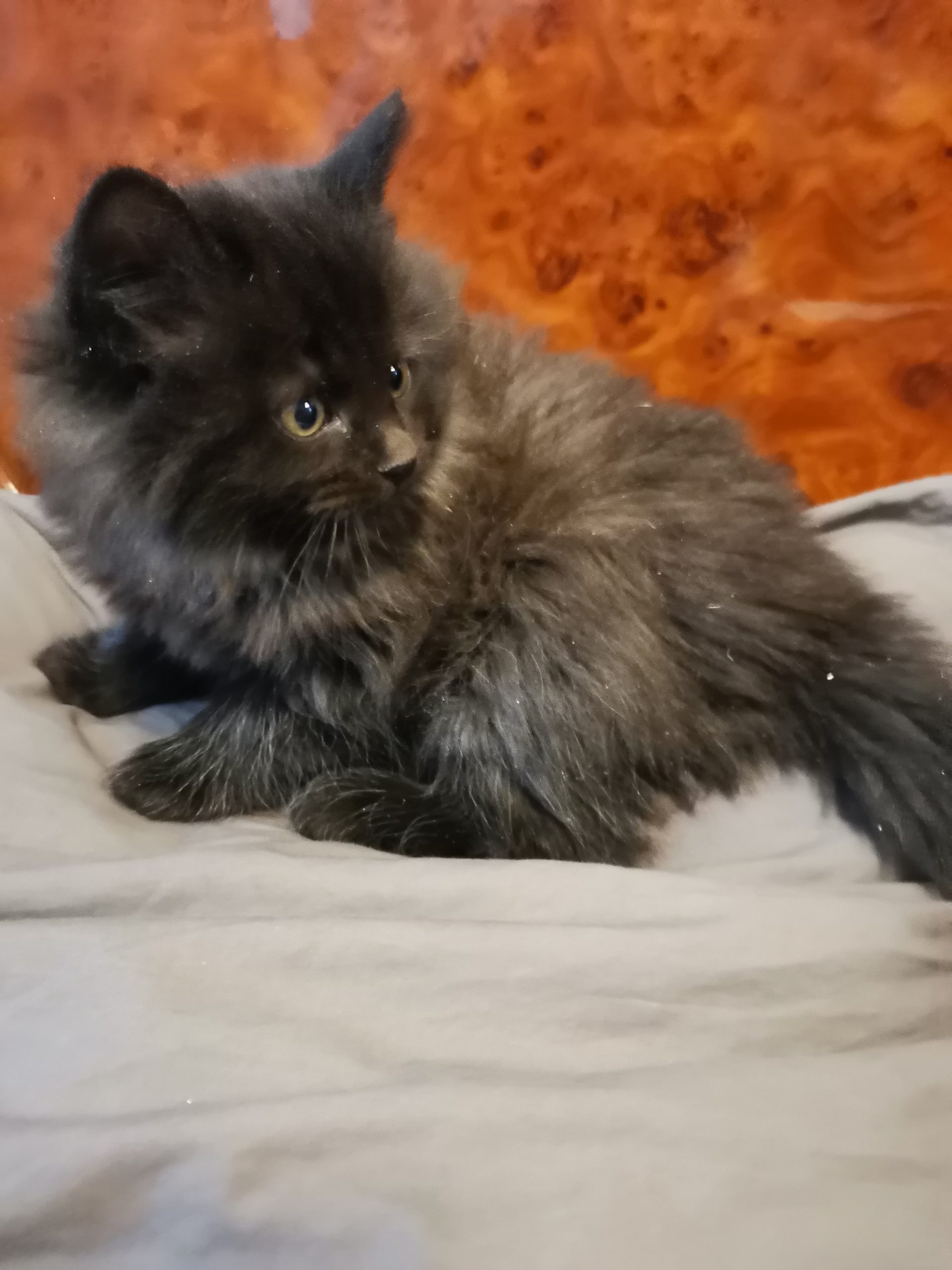 IMG_20201203_141644_1