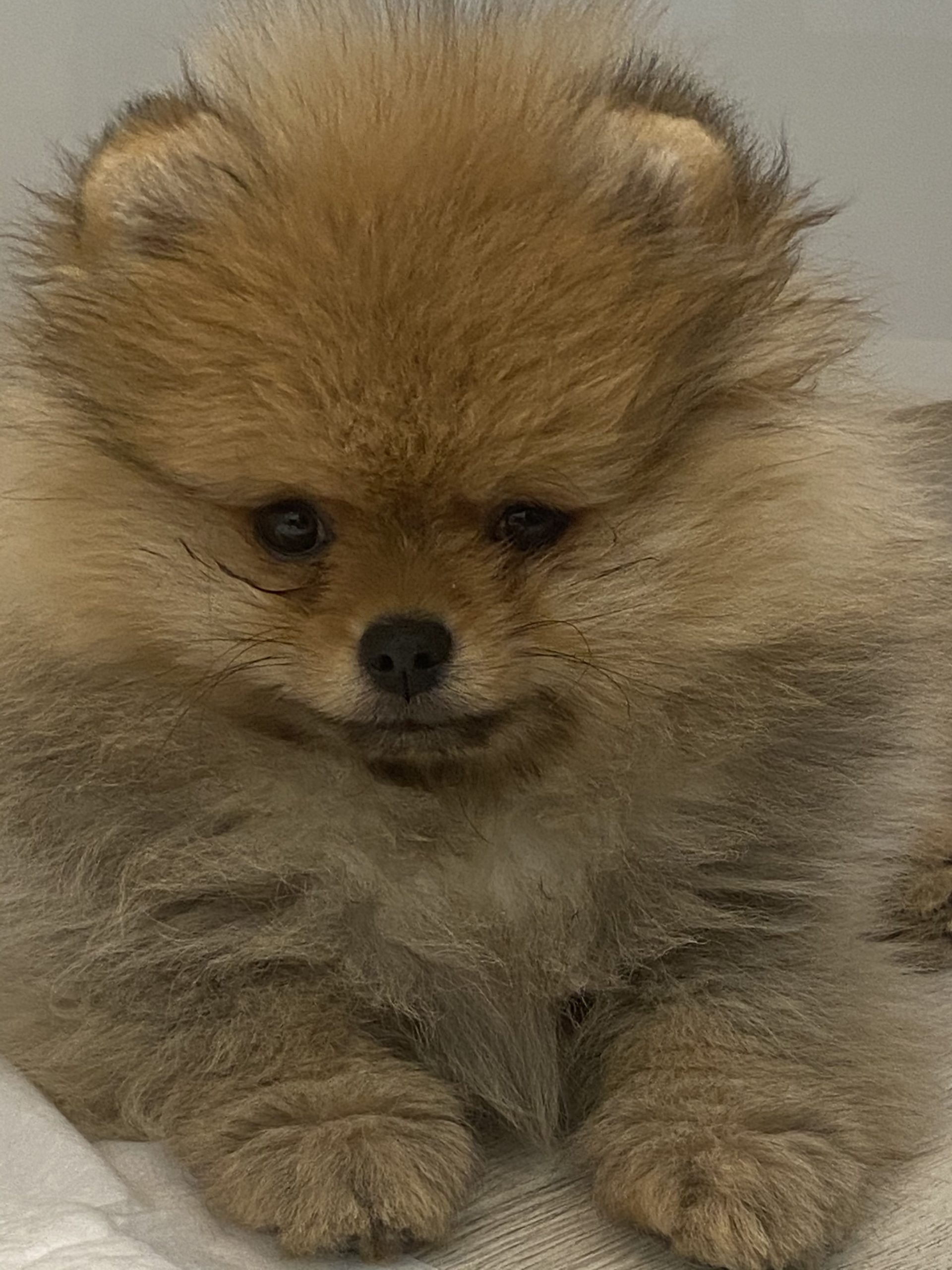 B45943AC-BA7F-4A3C-968B-91702B66F217