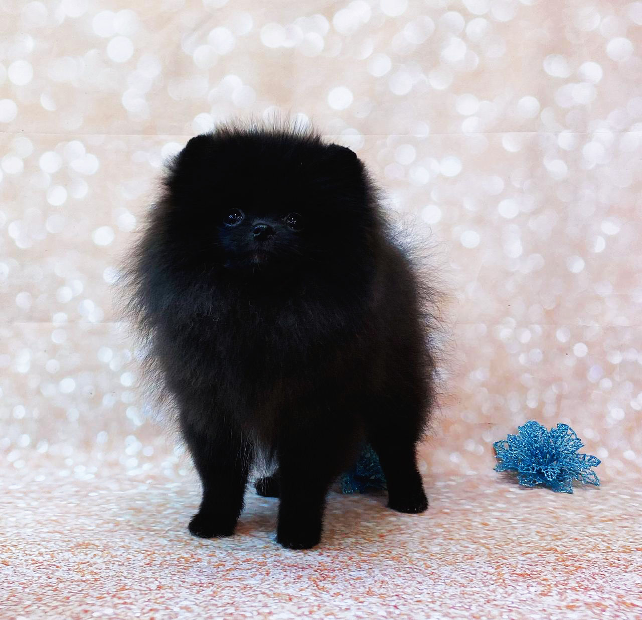 WhatsApp-Image-2021-01-05-at-20.51.02-1