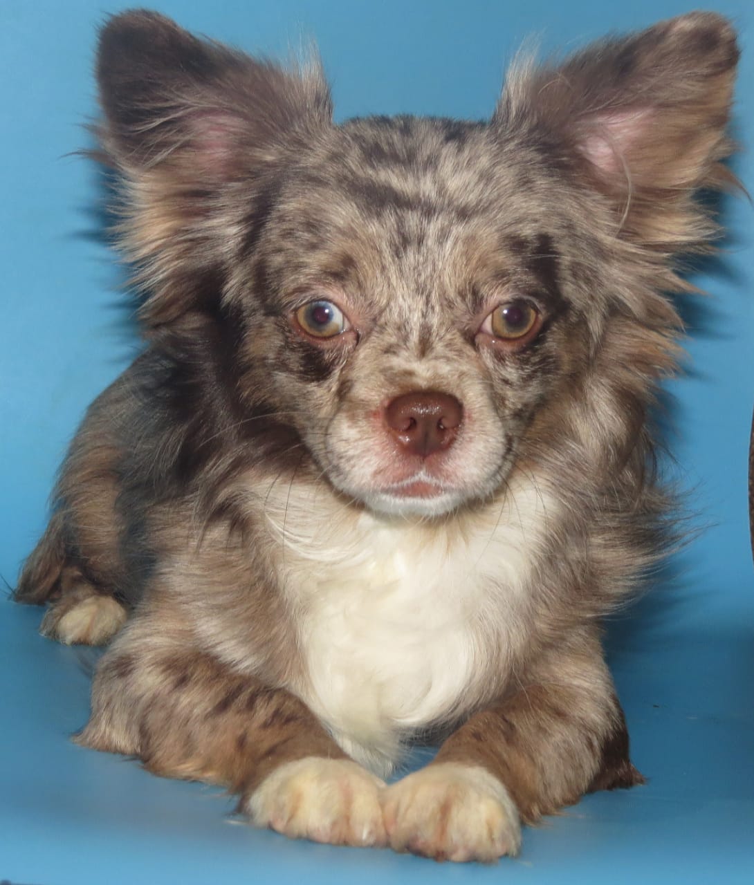 WhatsApp-Image-2021-01-17-at-20.04.33-1