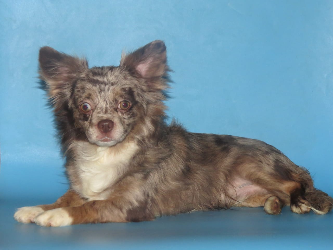 WhatsApp-Image-2021-01-17-at-20.06.26