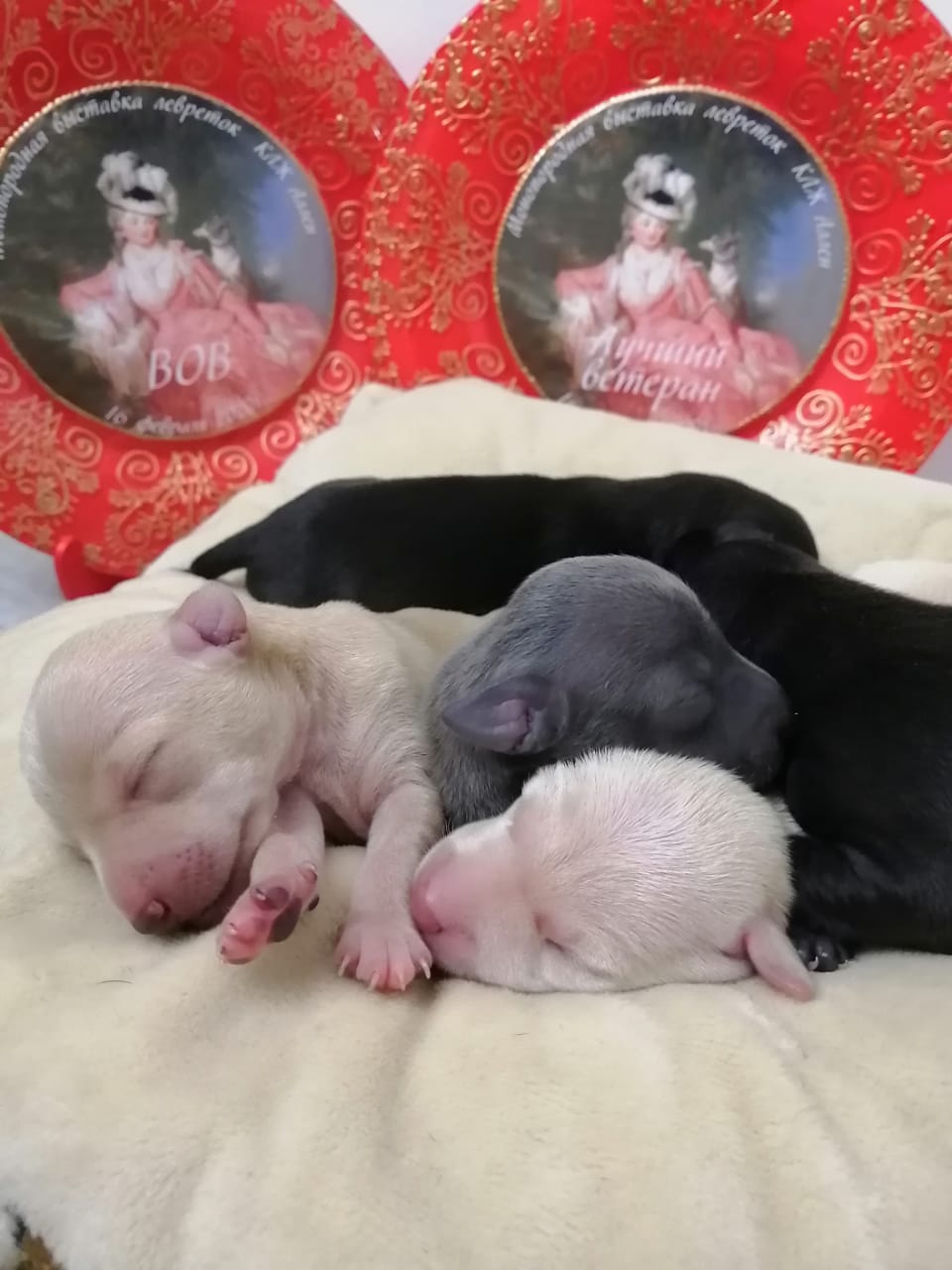 WhatsApp-Image-2021-01-24-at-21.19.03