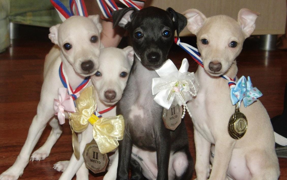 WhatsApp-Image-2021-01-25-at-12.33.44