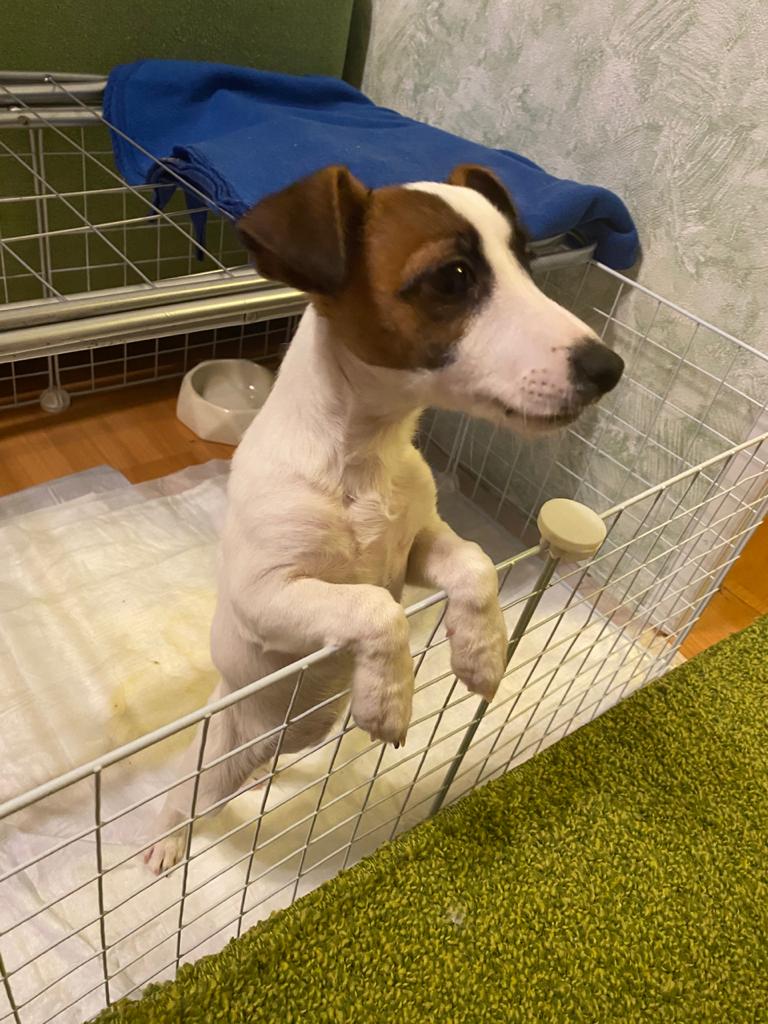 WhatsApp-Image-2021-01-25-at-19.01.18