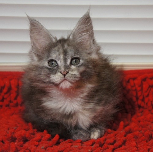 D0FCD665-DF9C-4929-8F95-D662DDCBA68D