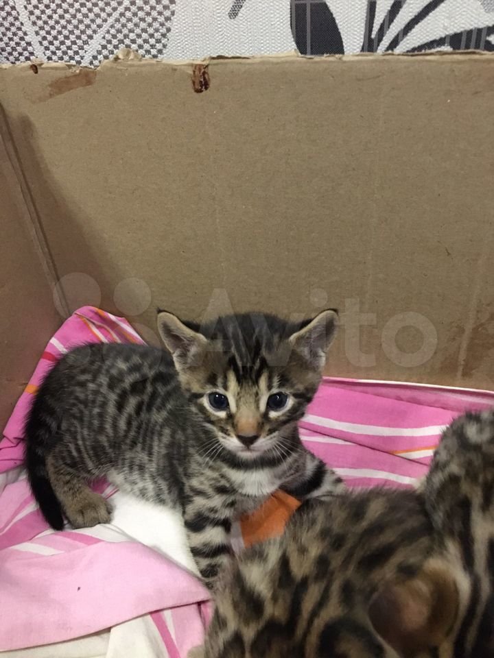 WbclaLay9V4T33dTGyF3-N3L9ViFyfc