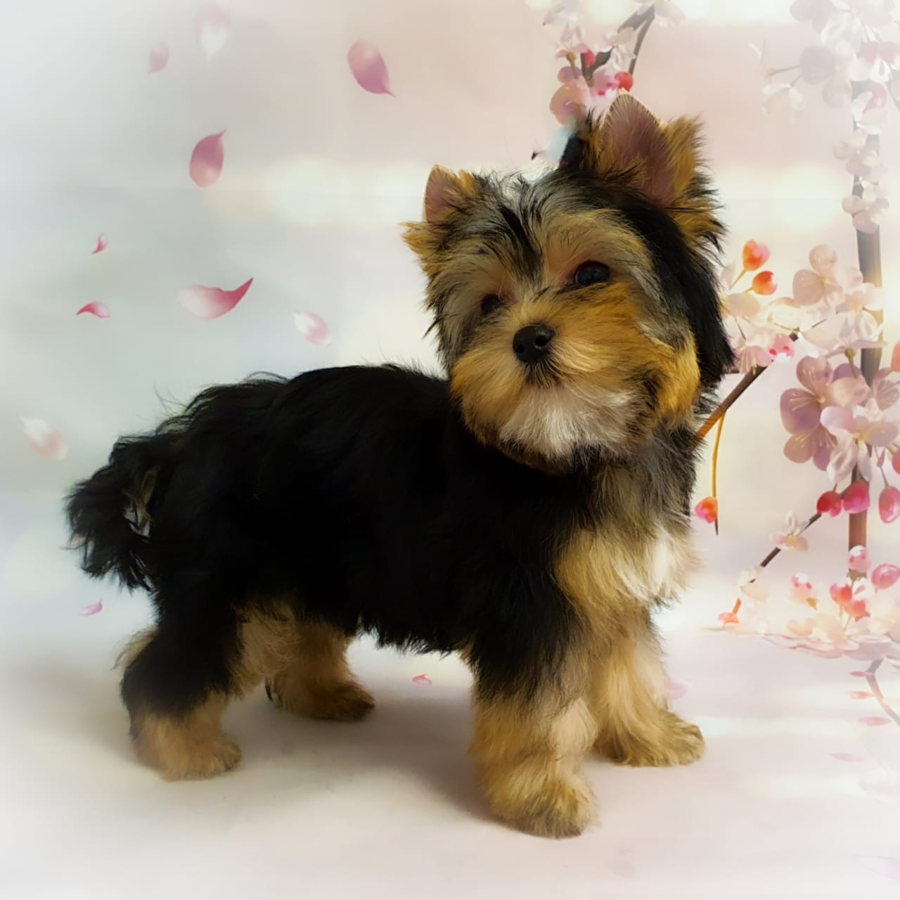 WhatsApp-Image-2021-02-27-at-18.51.10