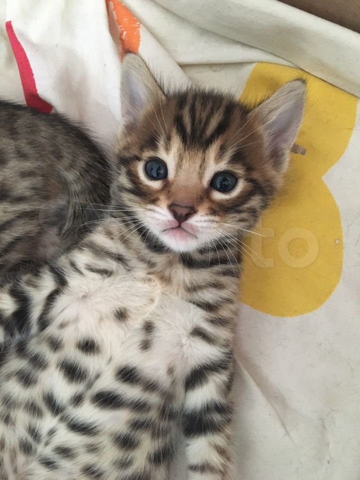 Z5n9jrayy3DLOUl9v89J1gUty3ZdL8k