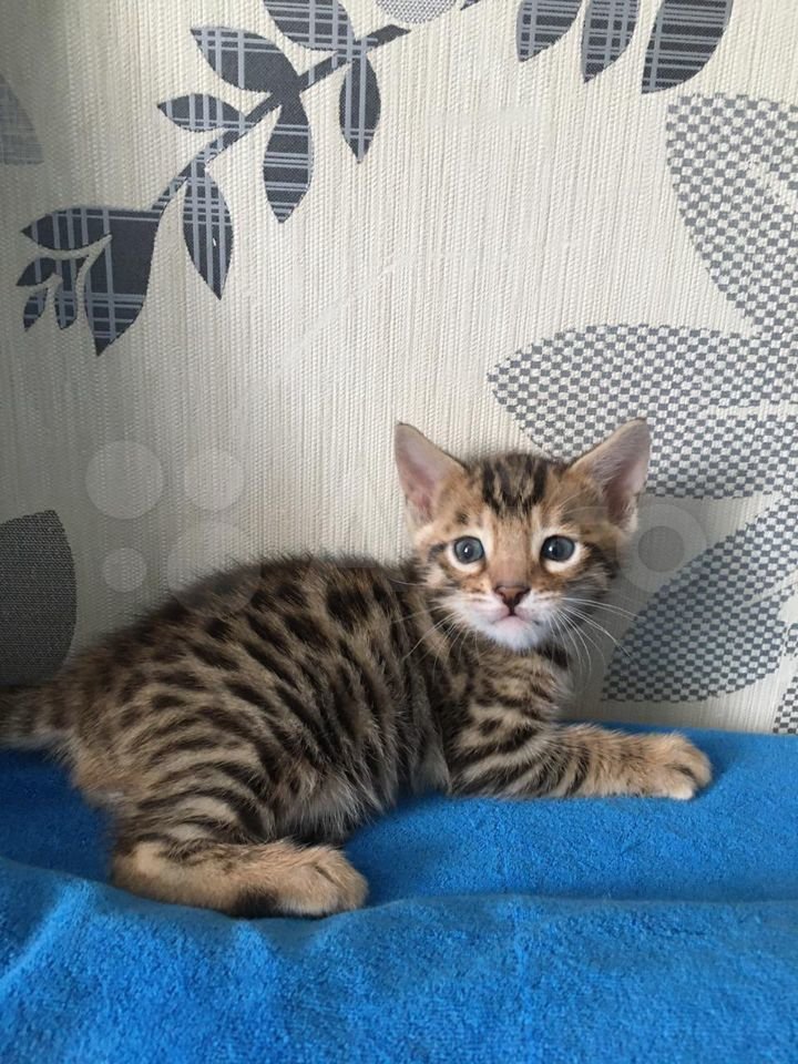 jA8c-bayIOYqTqLrCIeiQORaIOC8WCI