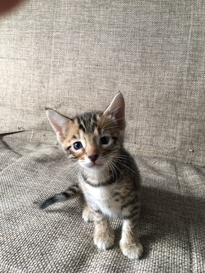 lA8U-bayOOYiTrrrMI-6QOxaOOC0WDo