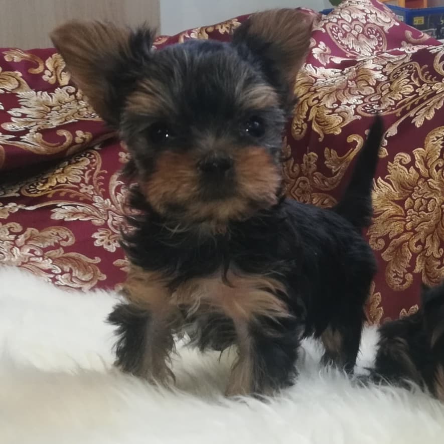 IMG_20210305_183456_343