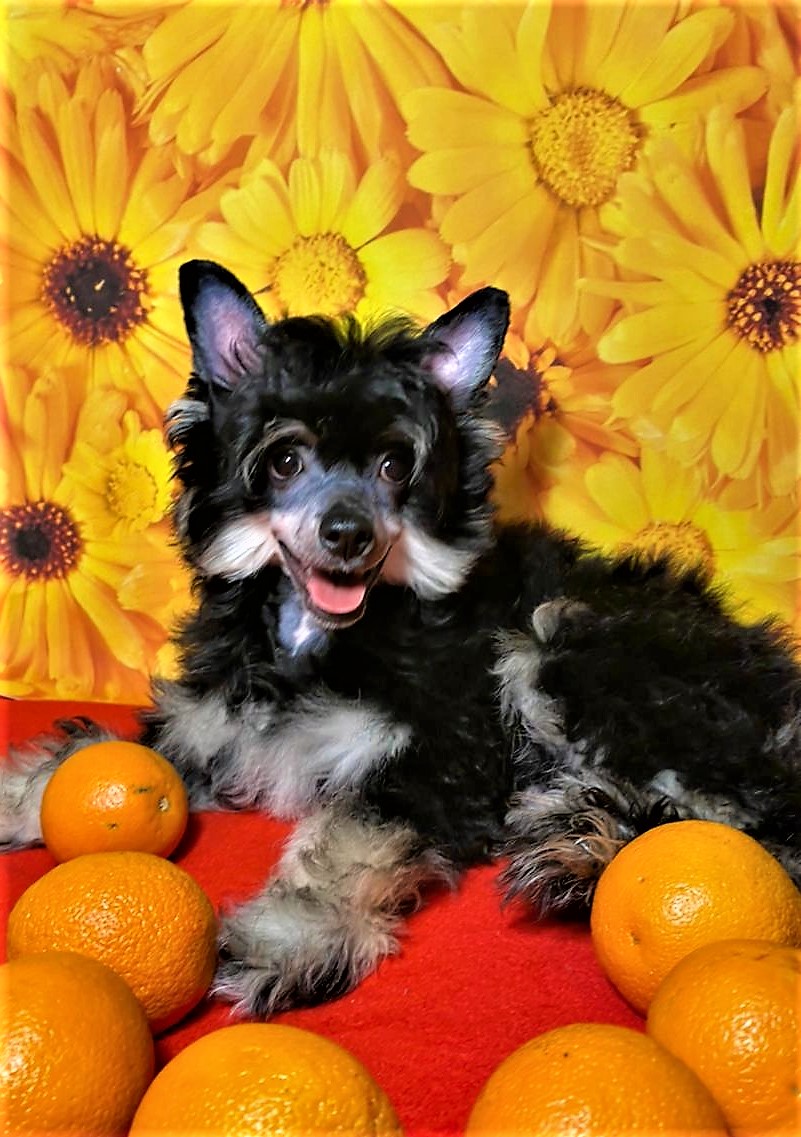 WhatsApp-Image-2021-04-04-at-12.29.38