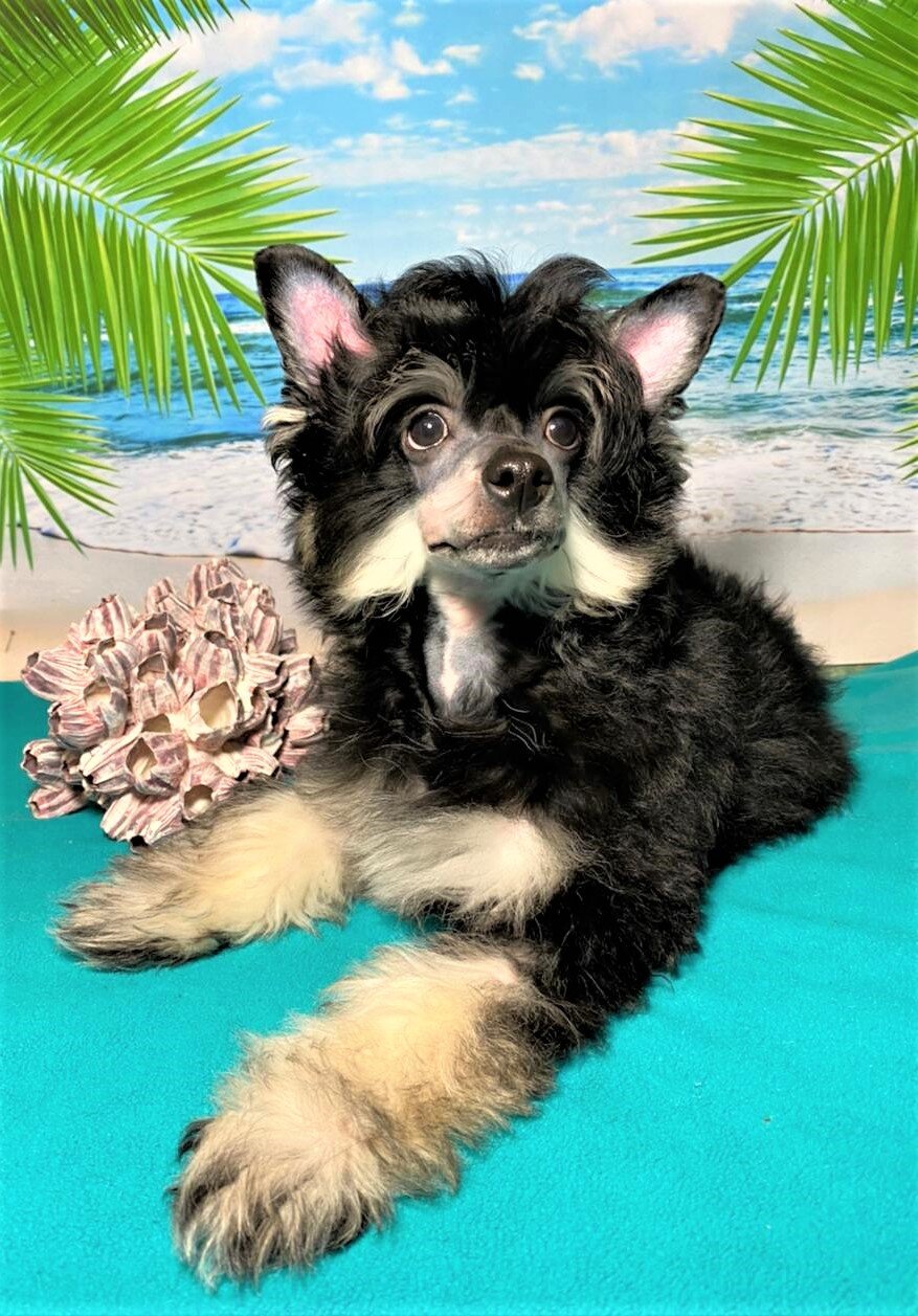 WhatsApp-Image-2021-04-04-at-13.09.53