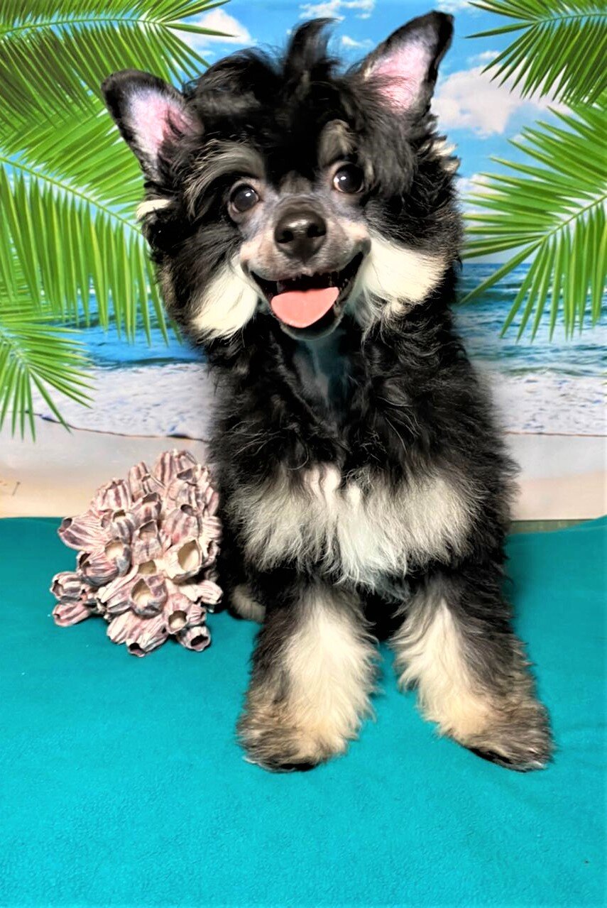 WhatsApp-Image-2021-04-04-at-13.10.06