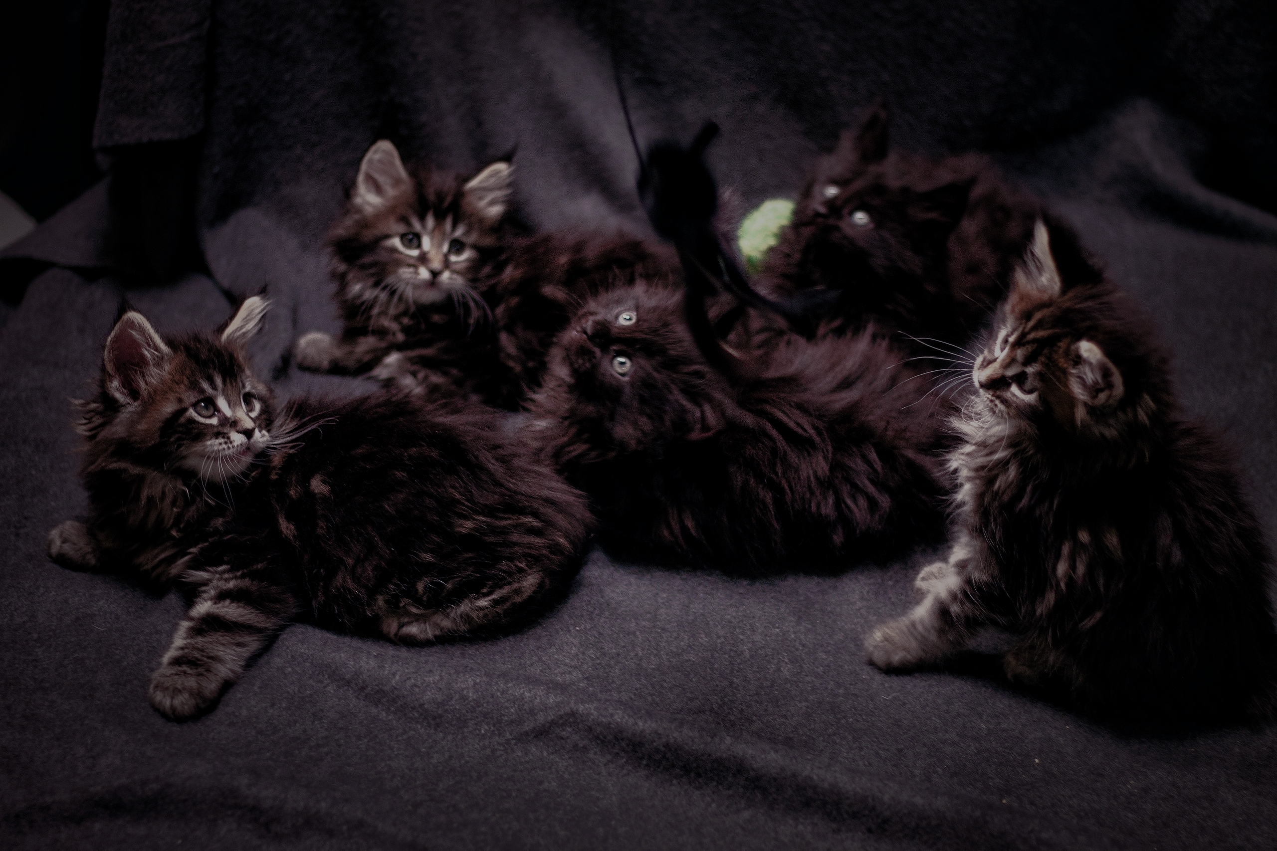 8jWfrkLcLyw_mh1619726067532