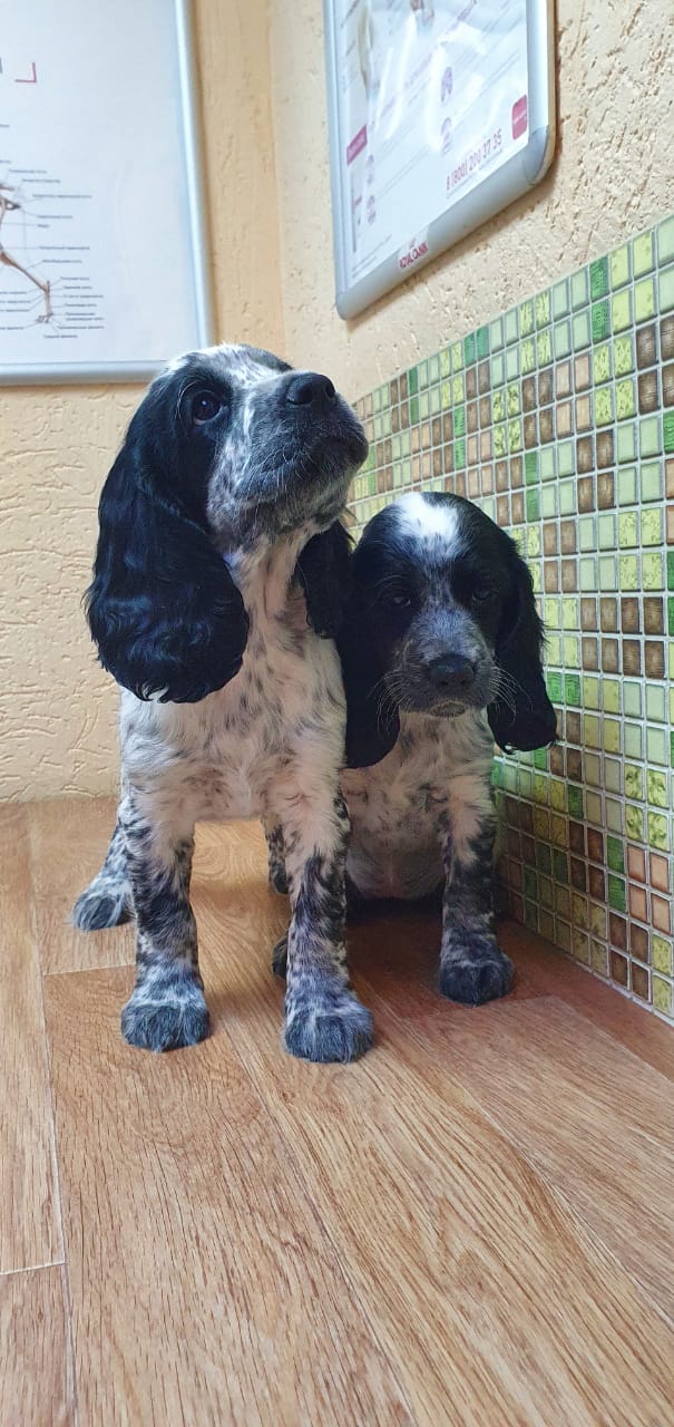 IMG-20210425-WA0028-1