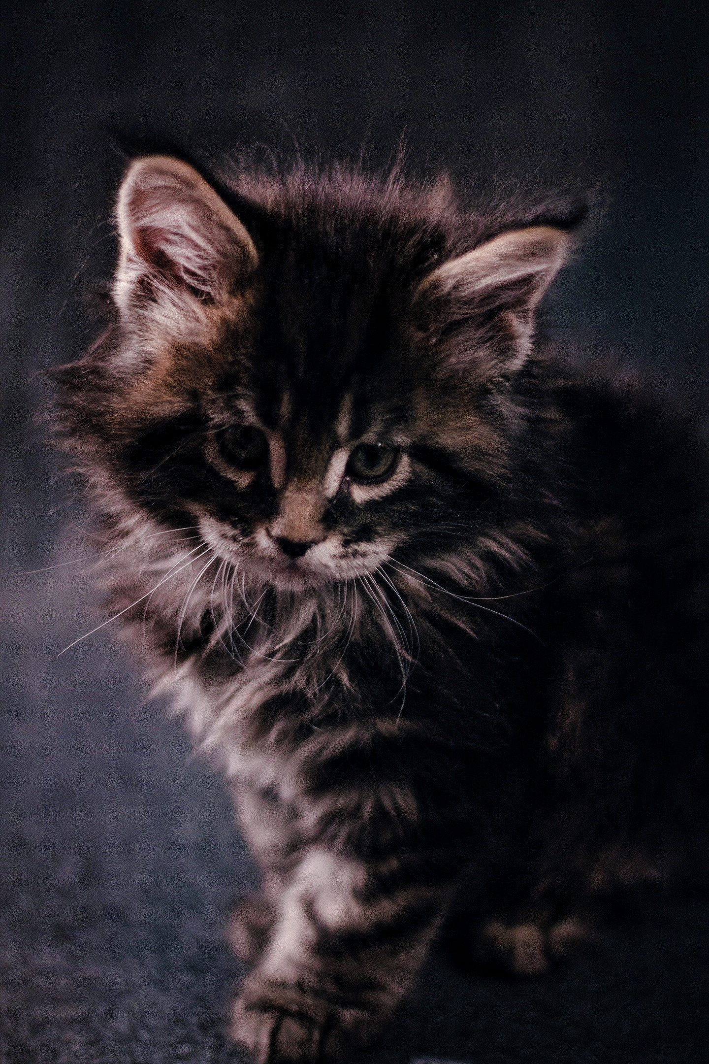 tkx6MvEIiS0_mh1619725555809