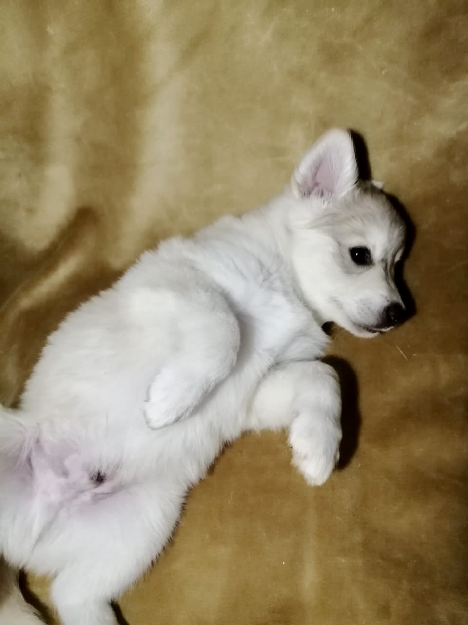 556C290F-EA30-43D8-A010-7C77C90FB430