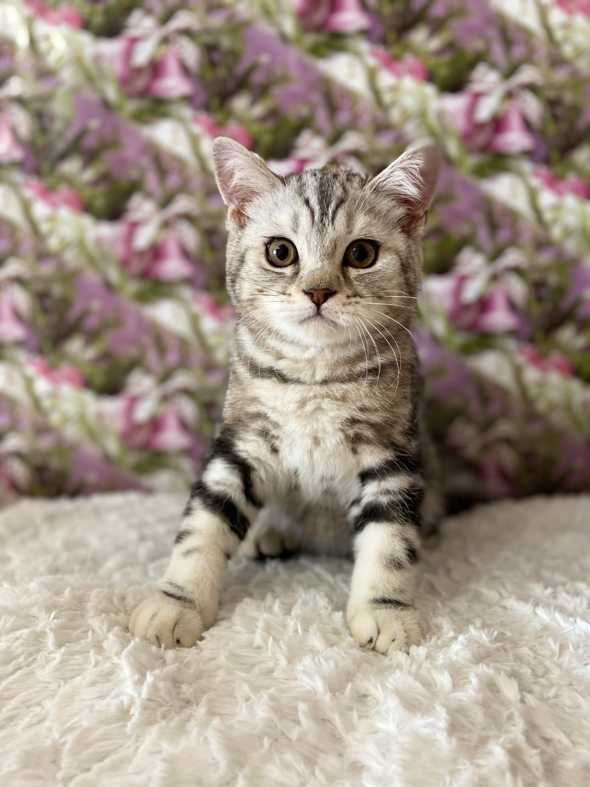 FF12494D-53B7-4DDB-9089-ECAD82FB5798