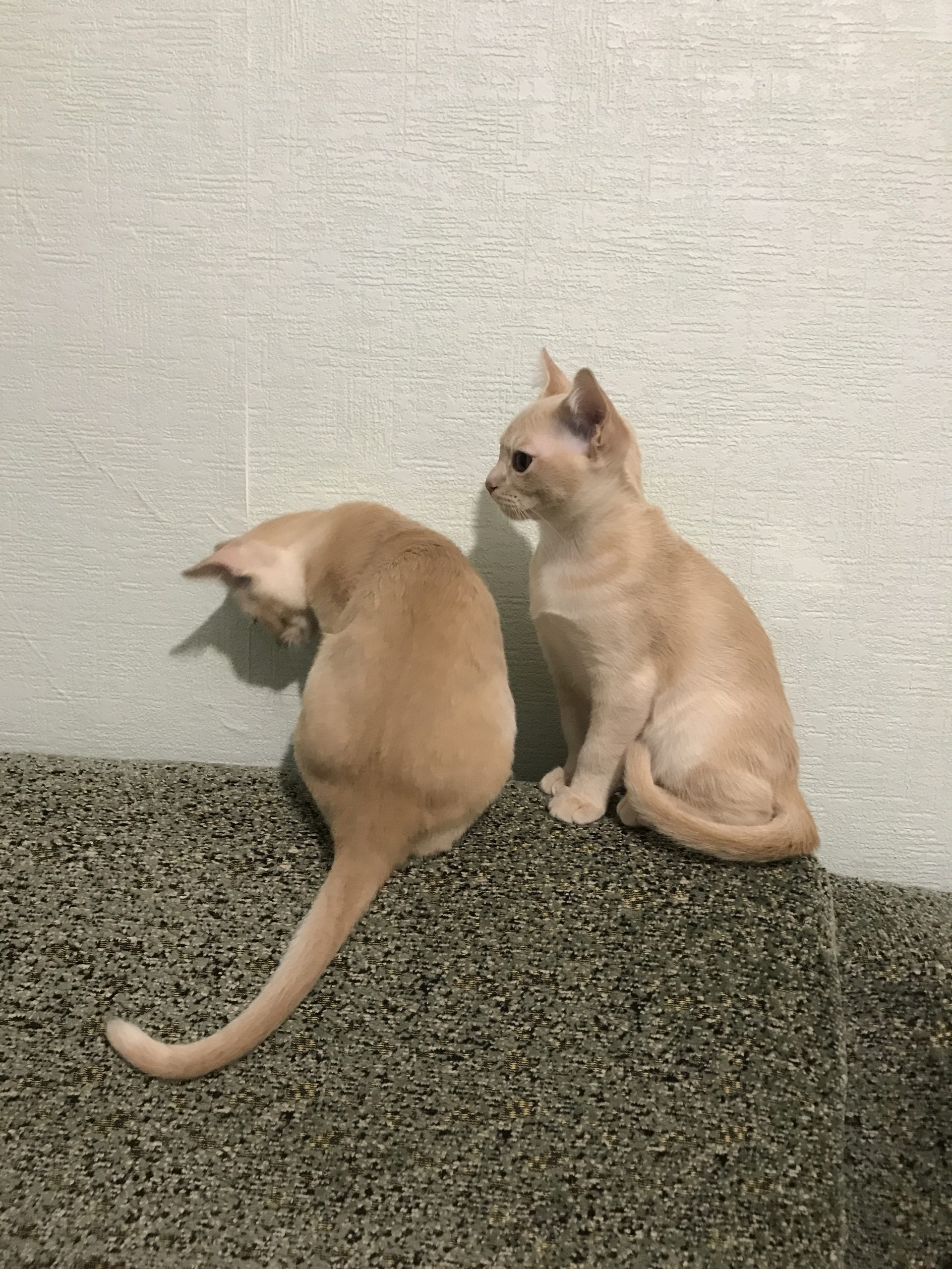 14CC7A0D-9E1D-4D01-9AC3-AB46CE085DDC