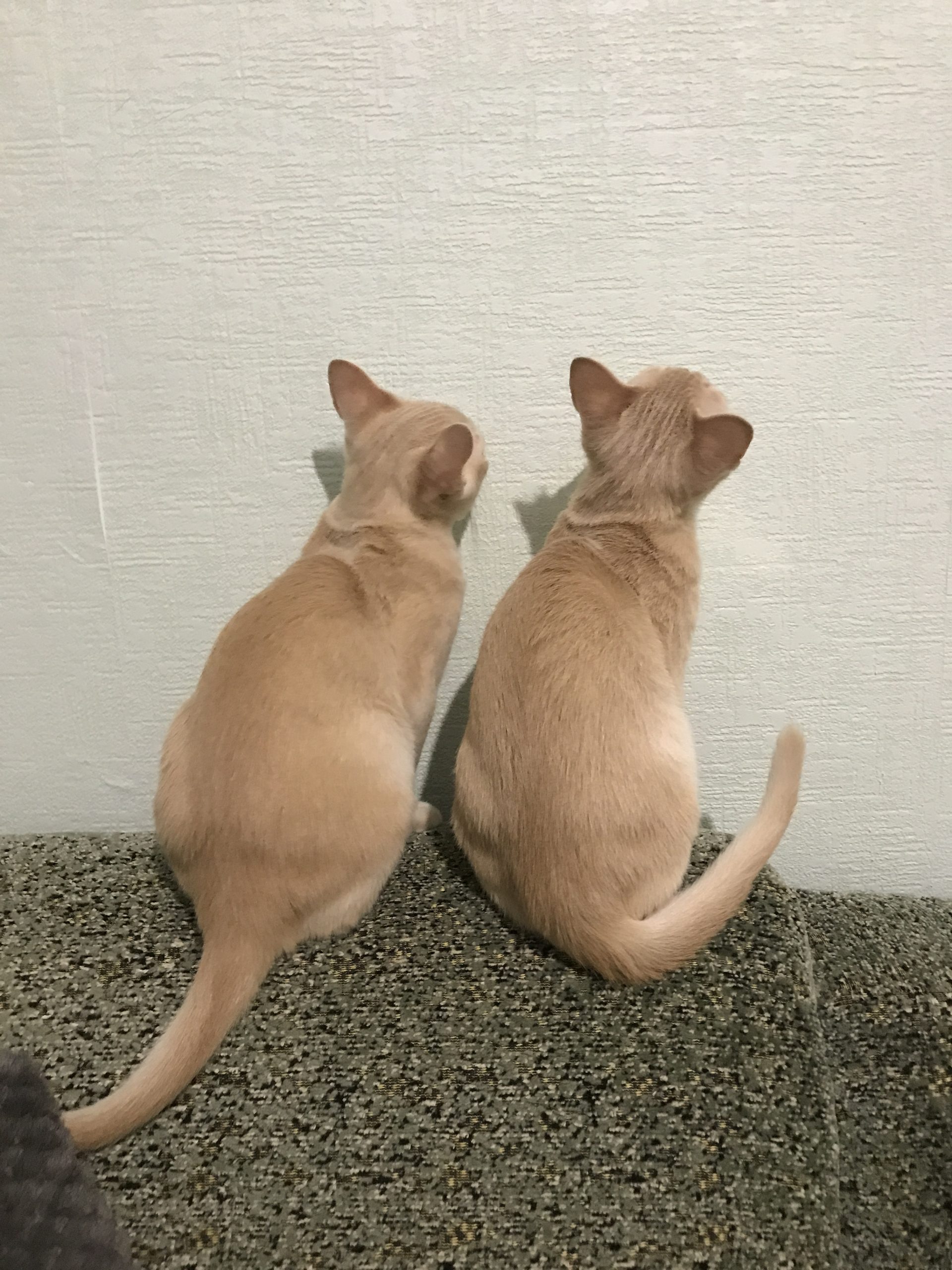 709A41BC-2424-4E7C-939B-600AF3A1E3AF