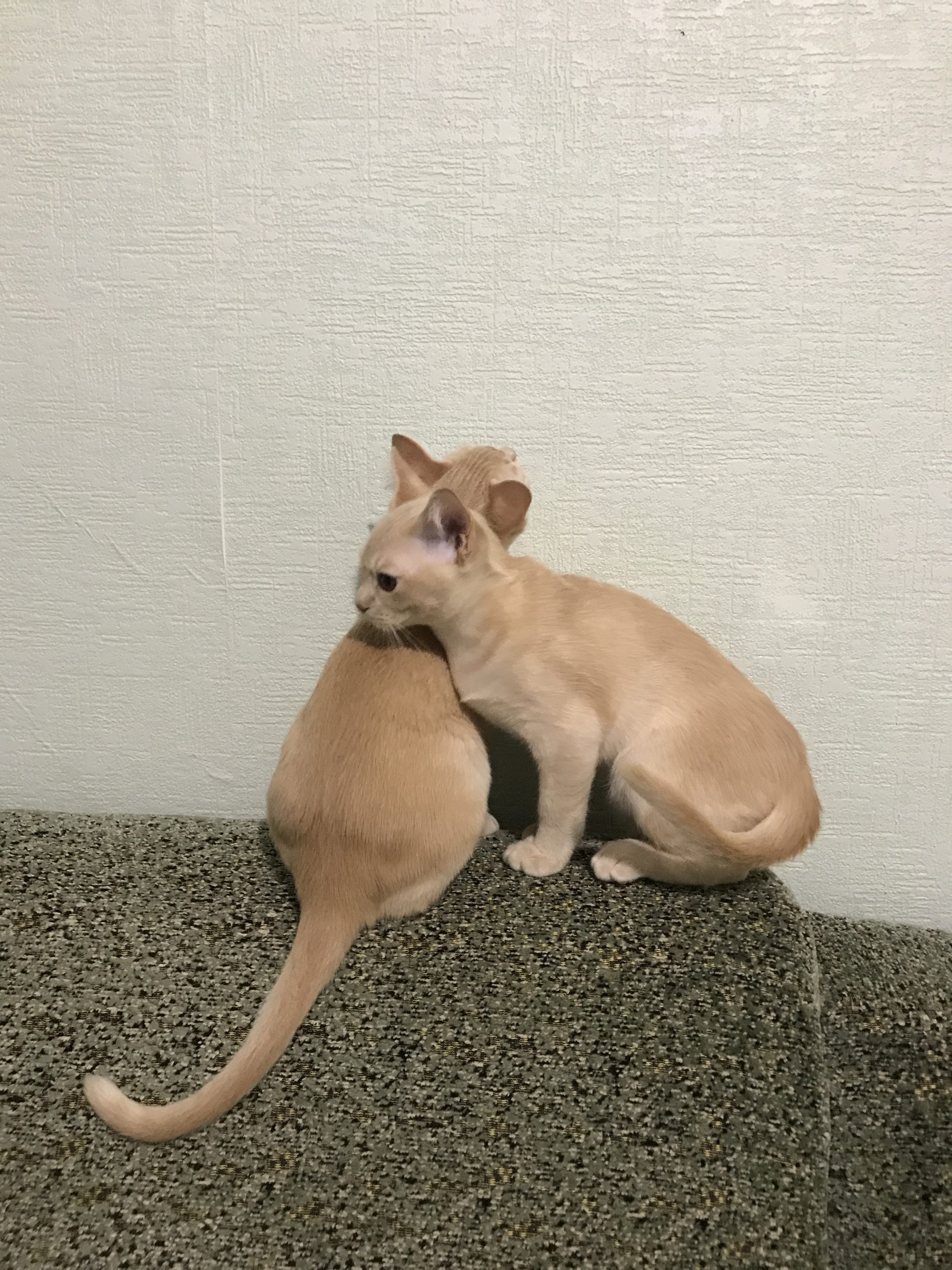 C463130B-CD4A-45AA-A234-478B94AE5ADB