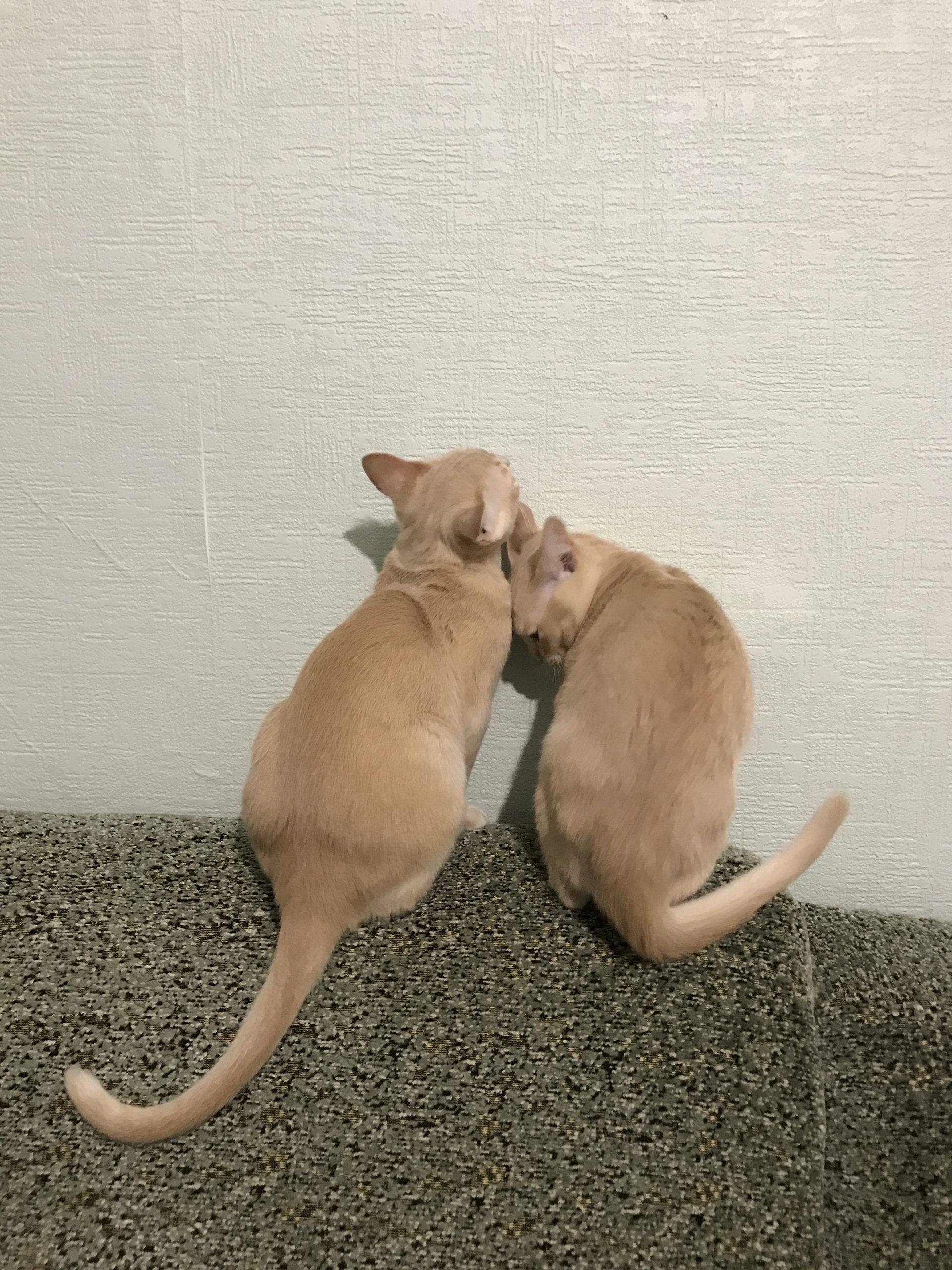 C82F9051-7A99-46C0-A189-68D6867607AC