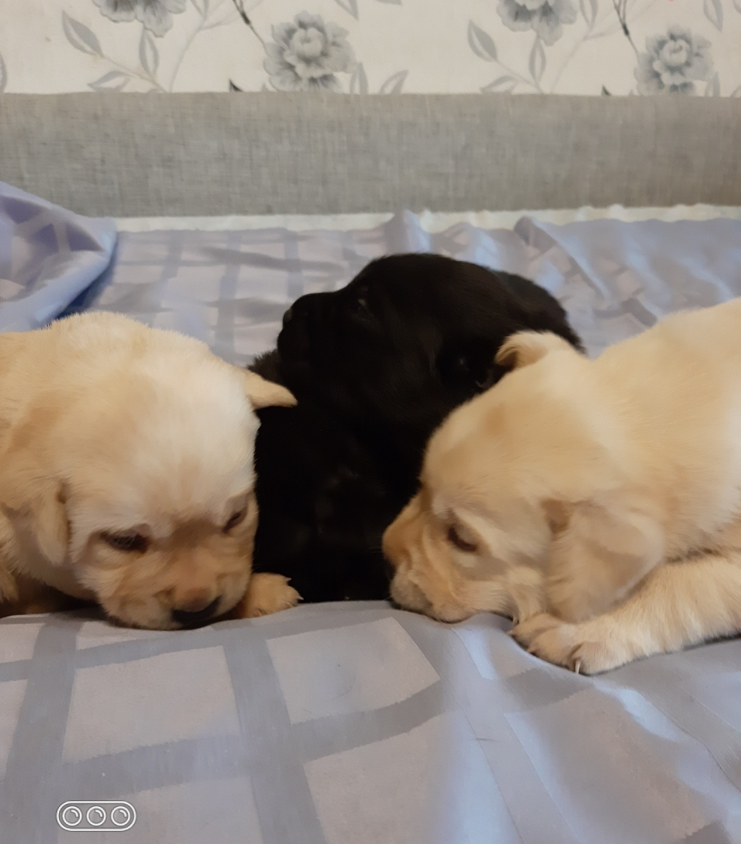 Screenshot_20210929-090525_Gallery