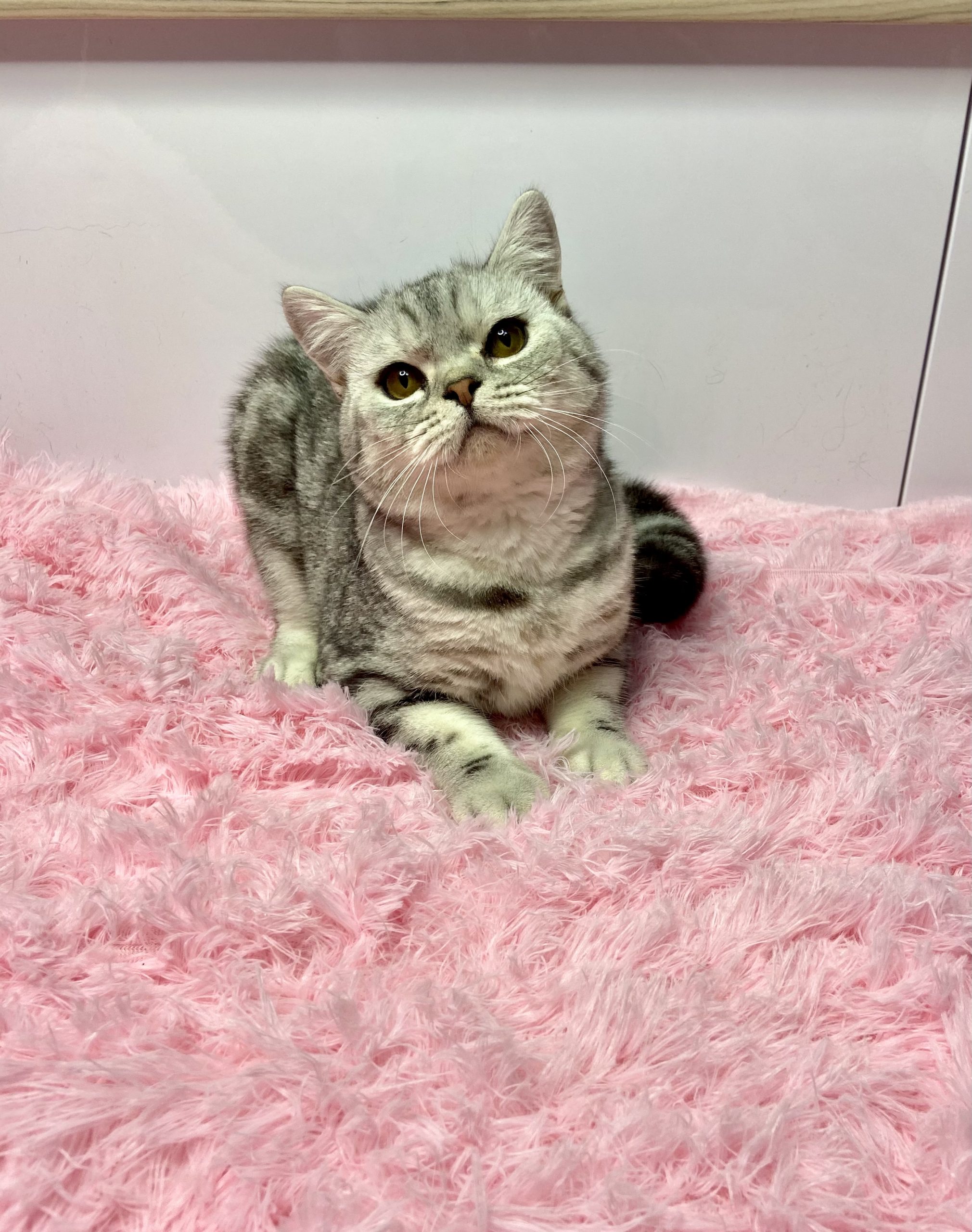 0BB89DE2-DBDA-4E0A-8741-5EAB9C5A5DD5