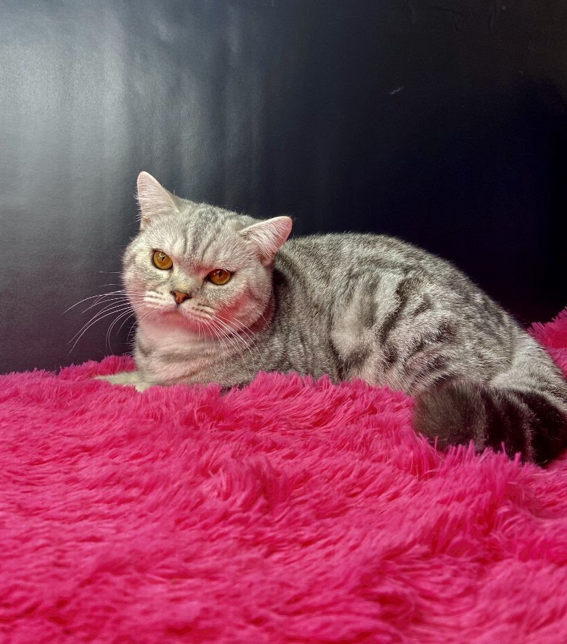 2A771306-B355-4558-93E1-FD5AF208B68F