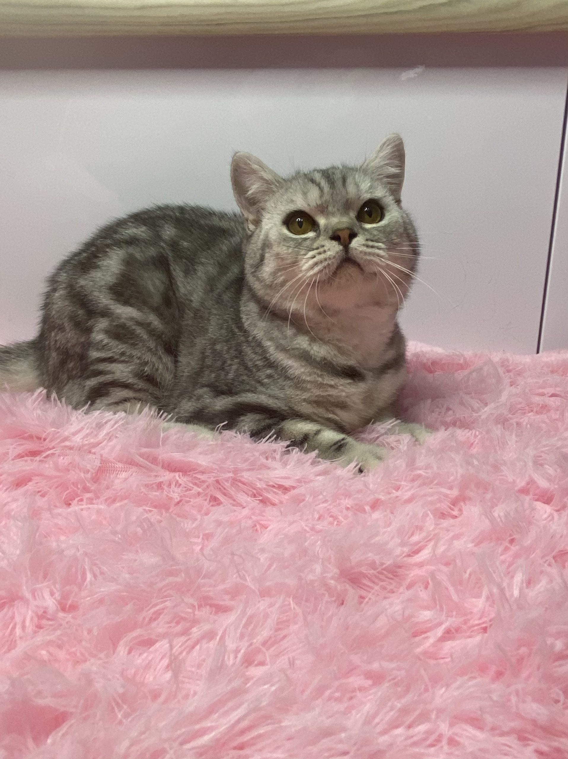 C5F35C26-DB38-4AD0-ACD0-787C40F64317